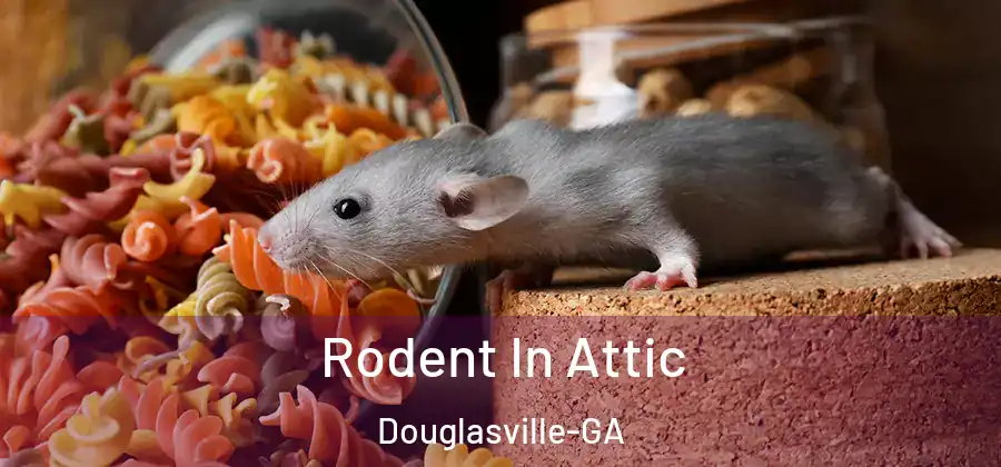 Rodent In Attic Douglasville-GA