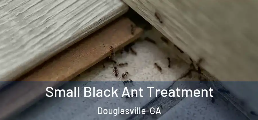  Small Black Ant Treatment Douglasville-GA