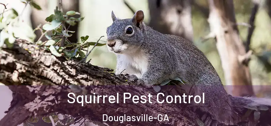 Squirrel Pest Control Douglasville-GA