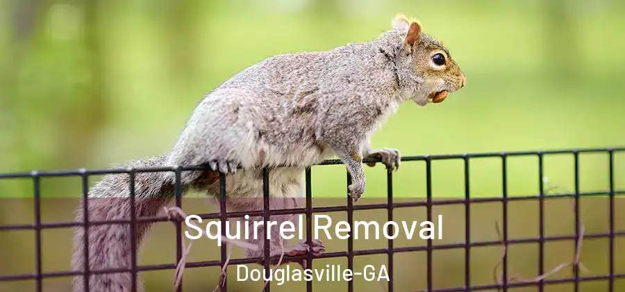 Squirrel Removal Douglasville-GA