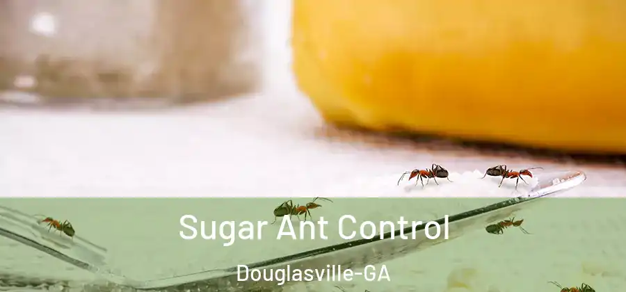  Sugar Ant Control Douglasville-GA