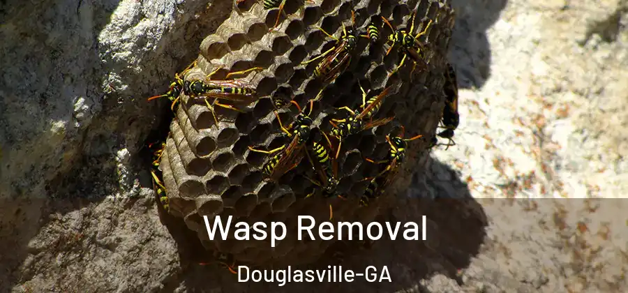 Wasp Removal Douglasville-GA